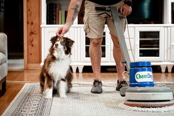 Power Chem-Dry cleans carpet in The Woodlands Texas